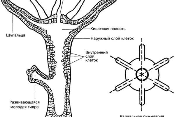 Kraken зеркало официальный